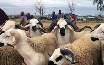 Reconstitution du cheptel : identification achevée et 5,2 MMDH versés aux éleveurs au titre de la 1ère tranche